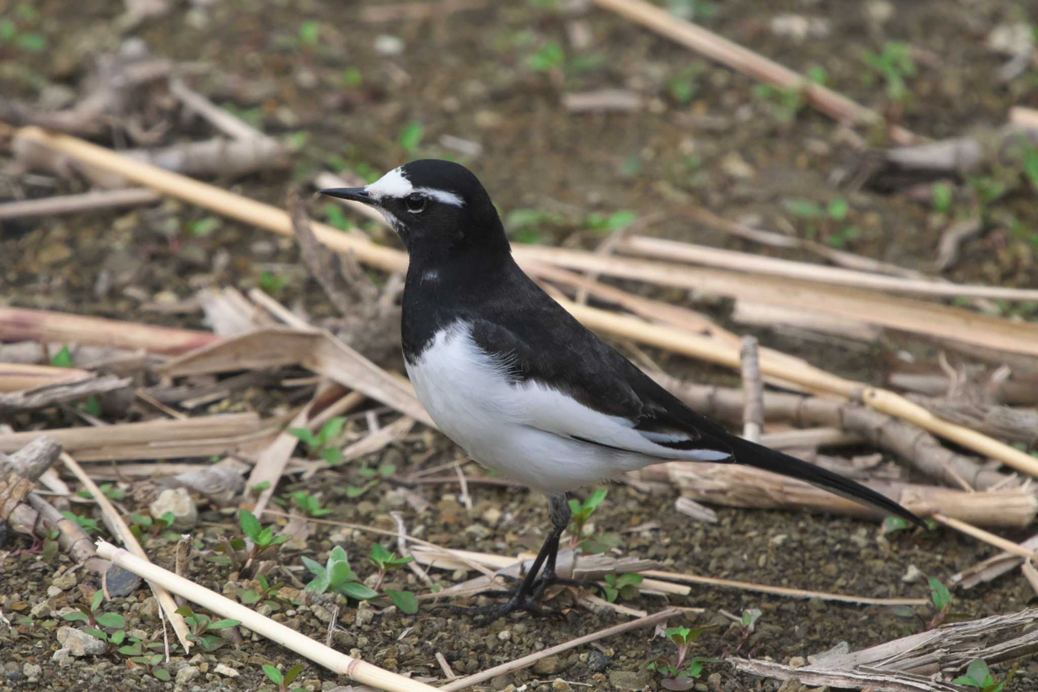 Japanese Wagtail