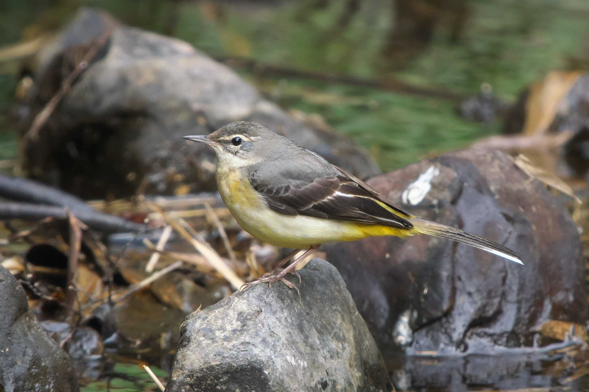 Grey Wagtail