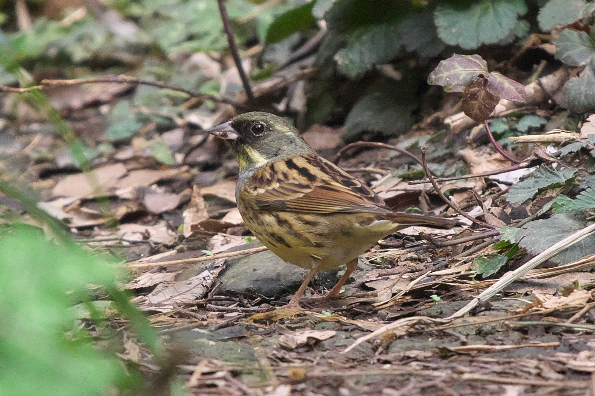 Photo of Masked Bunting at 沢山池 by Y. Watanabe