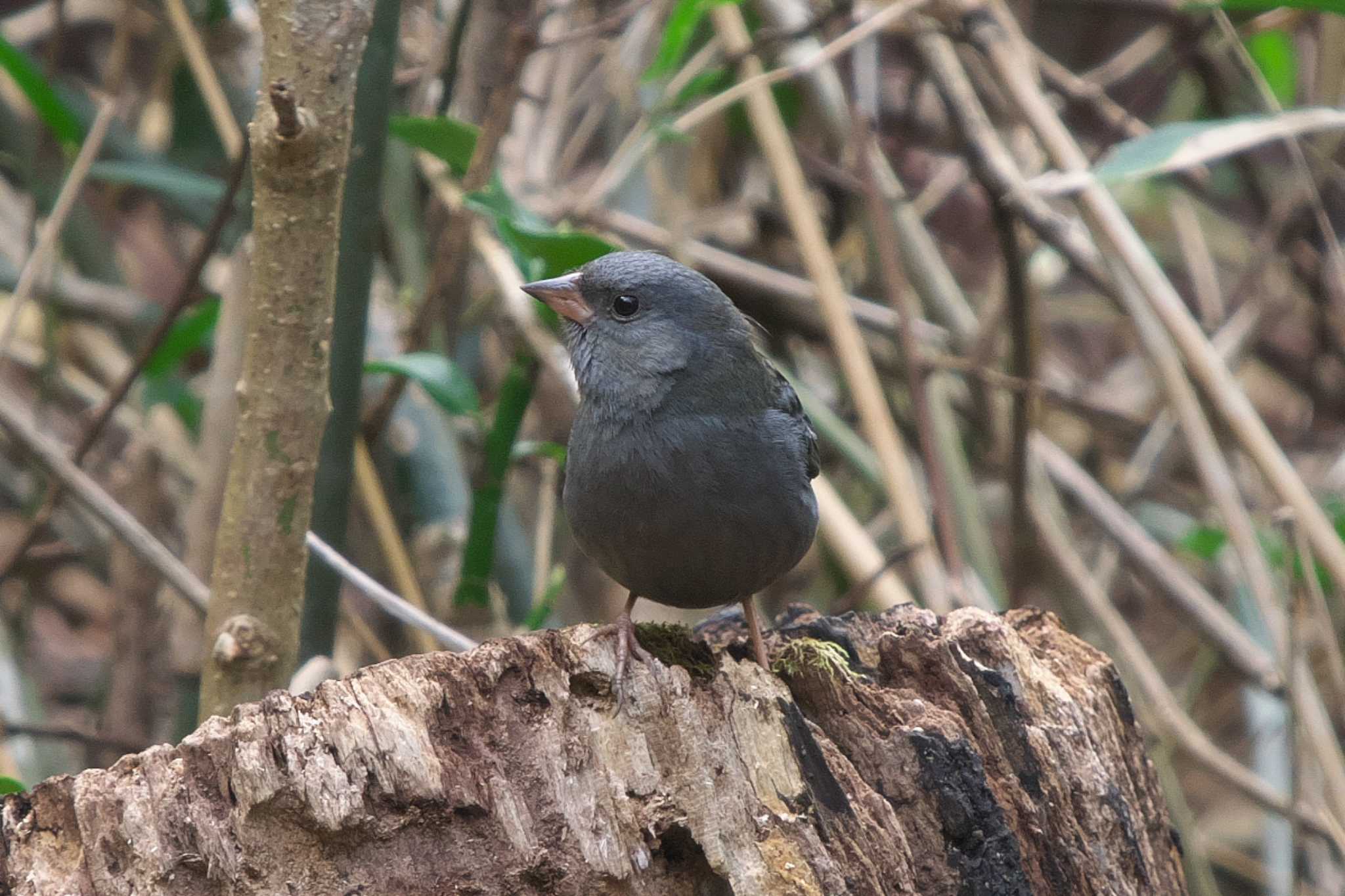 Photo of Grey Bunting at 沢山池 by Y. Watanabe