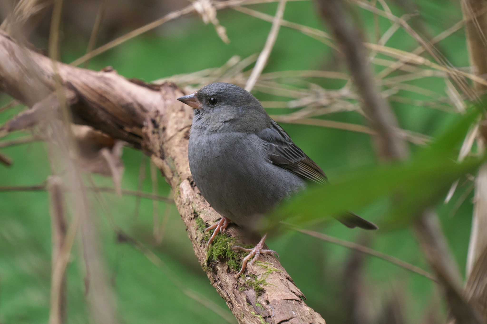 Photo of Grey Bunting at 沢山池 by Y. Watanabe