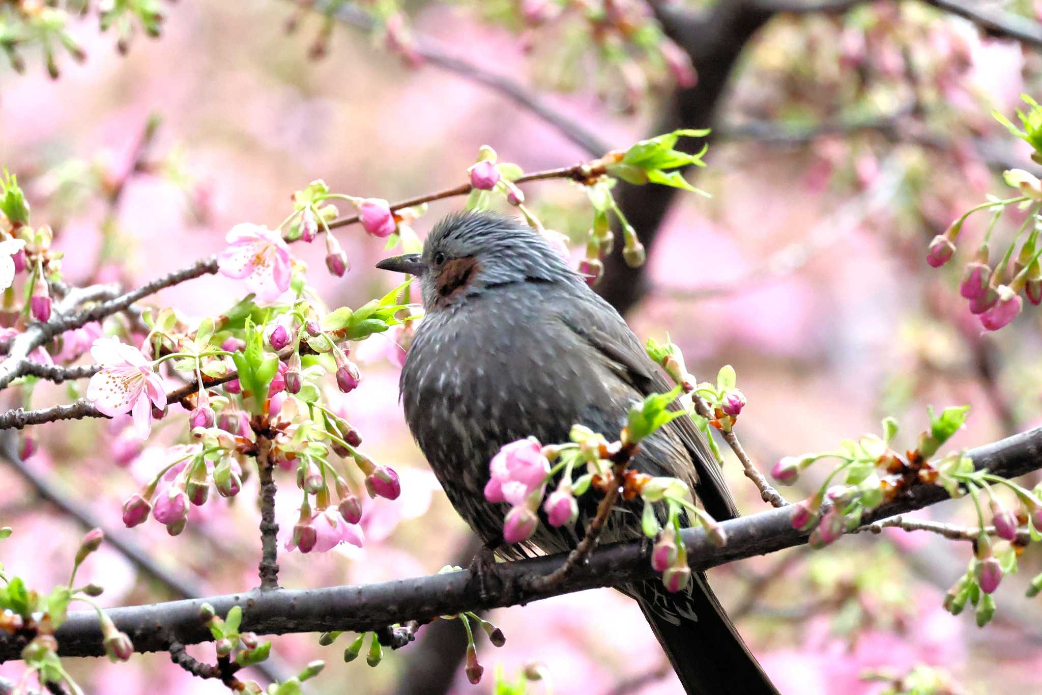 野鳥たちが待ちに待った、彼岸桜が咲きました‼ by てれすこ