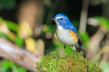 Red-flanked Bluetail Akashi Park Mon, 1/22/2024