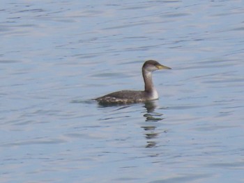 Red-necked Grebe 志津川湾 Thu, 2/15/2024