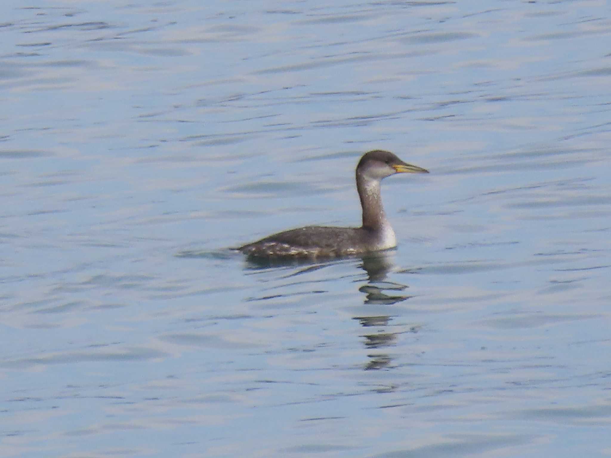 Red-necked Grebe