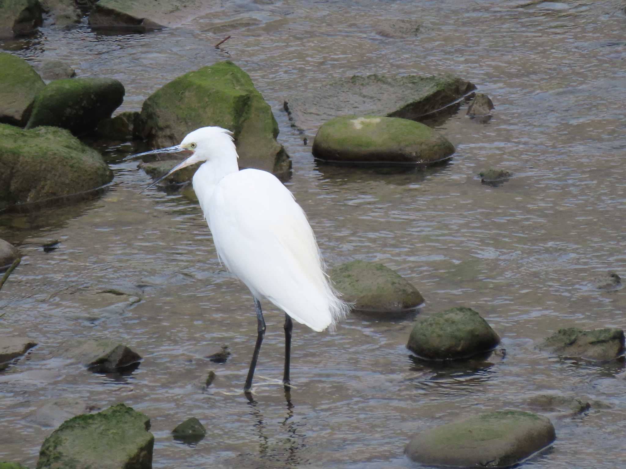 Little Egret