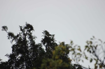 Japanese Grosbeak 静岡県伊東市富戸 Mon, 11/5/2018