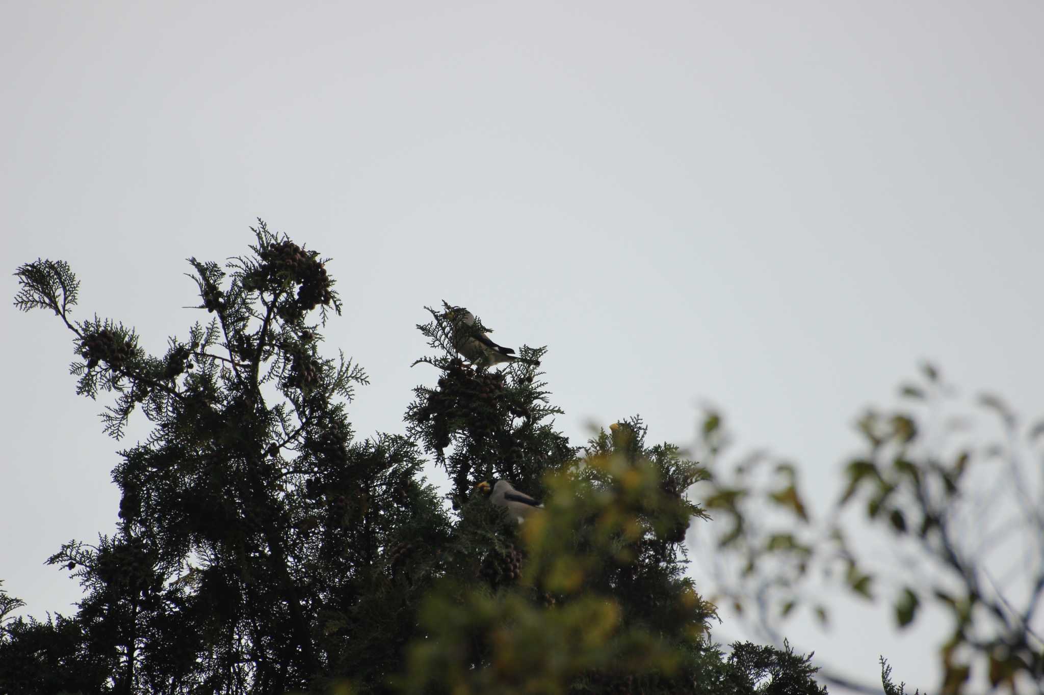 Photo of Japanese Grosbeak at 静岡県伊東市富戸 by Yamasaki  Yasuko