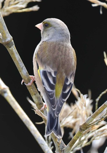 Grey-capped Greenfinch 近所の渓谷 Sun, 2/18/2024