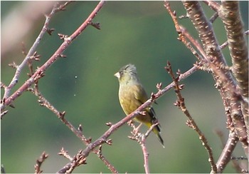 Masked Bunting 静岡県下田市青野川上流 Sat, 10/13/2018