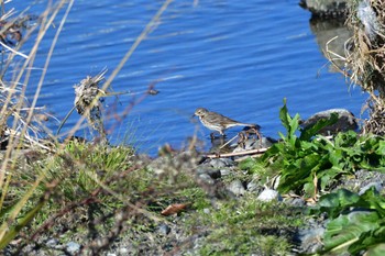 タヒバリ 酒匂川 2024年2月13日(火)