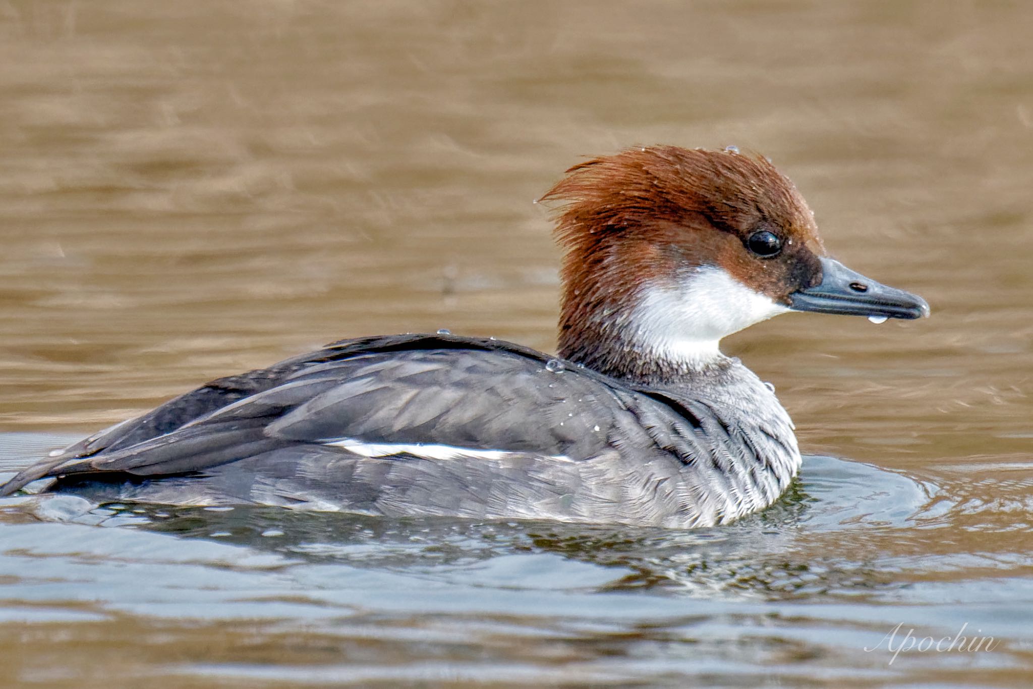 Photo of Smew at Shin-yokohama Park by アポちん