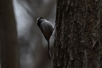 Long-tailed Tit 太白山自然観察の森 Tue, 2/20/2024