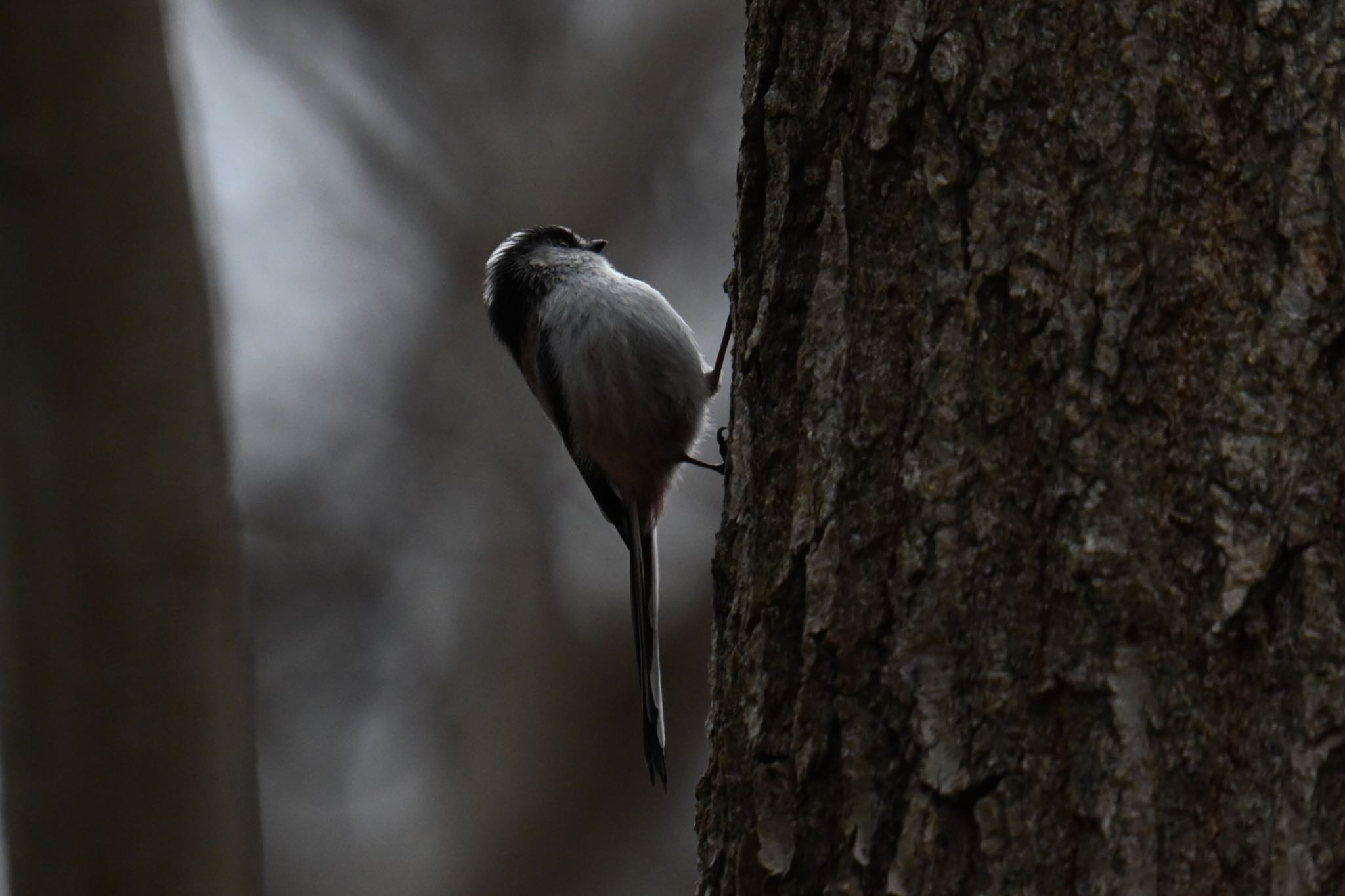 Photo of Long-tailed Tit at 太白山自然観察の森 by ＭＡＲＵ。