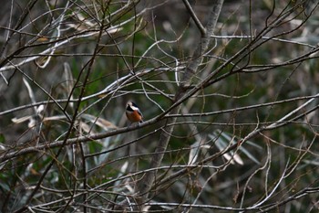 Varied Tit 太白山自然観察の森 Tue, 2/20/2024