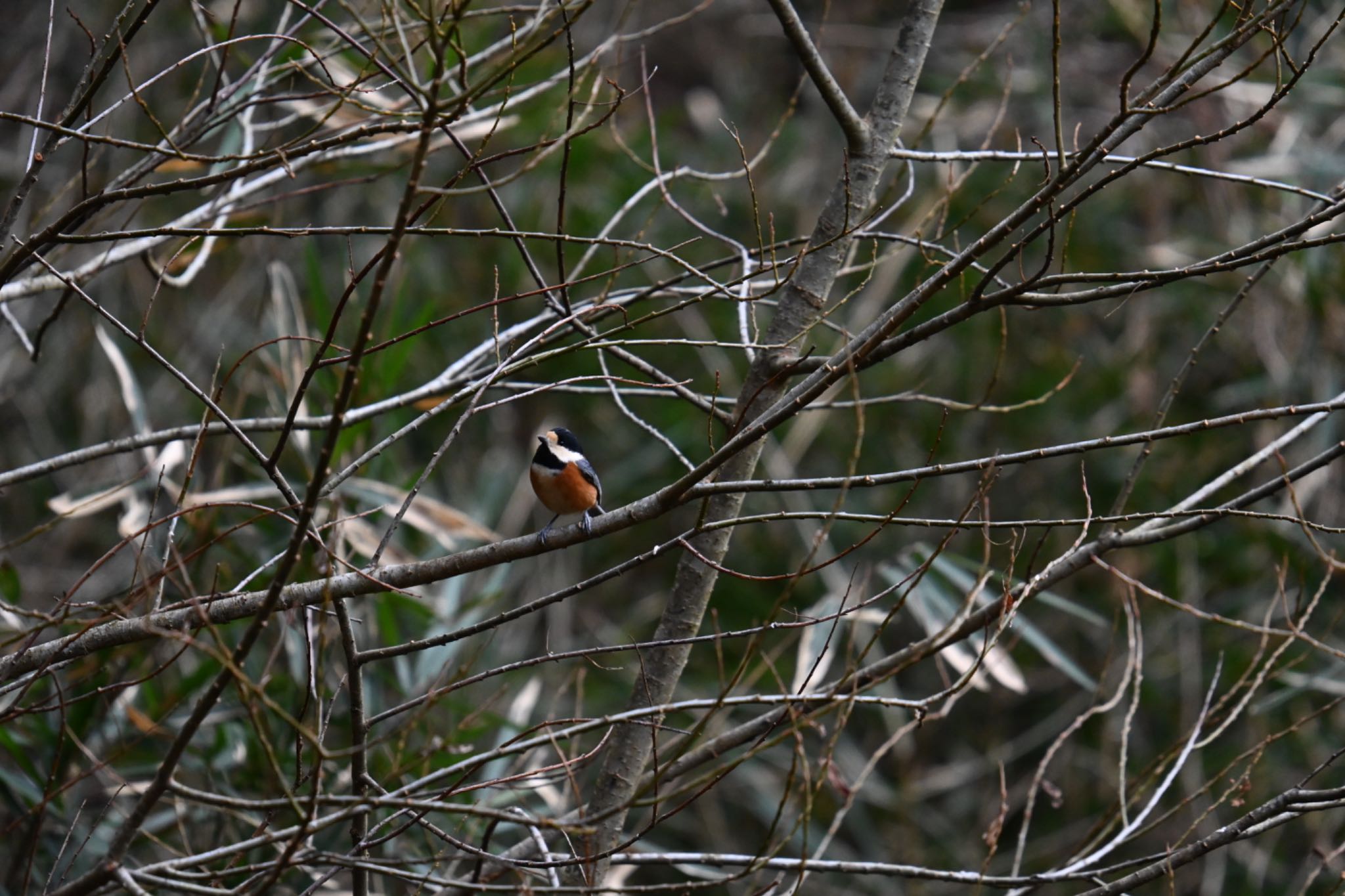 Photo of Varied Tit at 太白山自然観察の森 by ＭＡＲＵ。