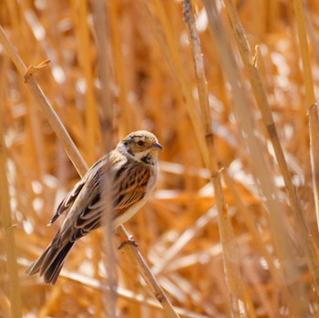 Common Reed Bunting Izunuma Sun, 2/18/2024