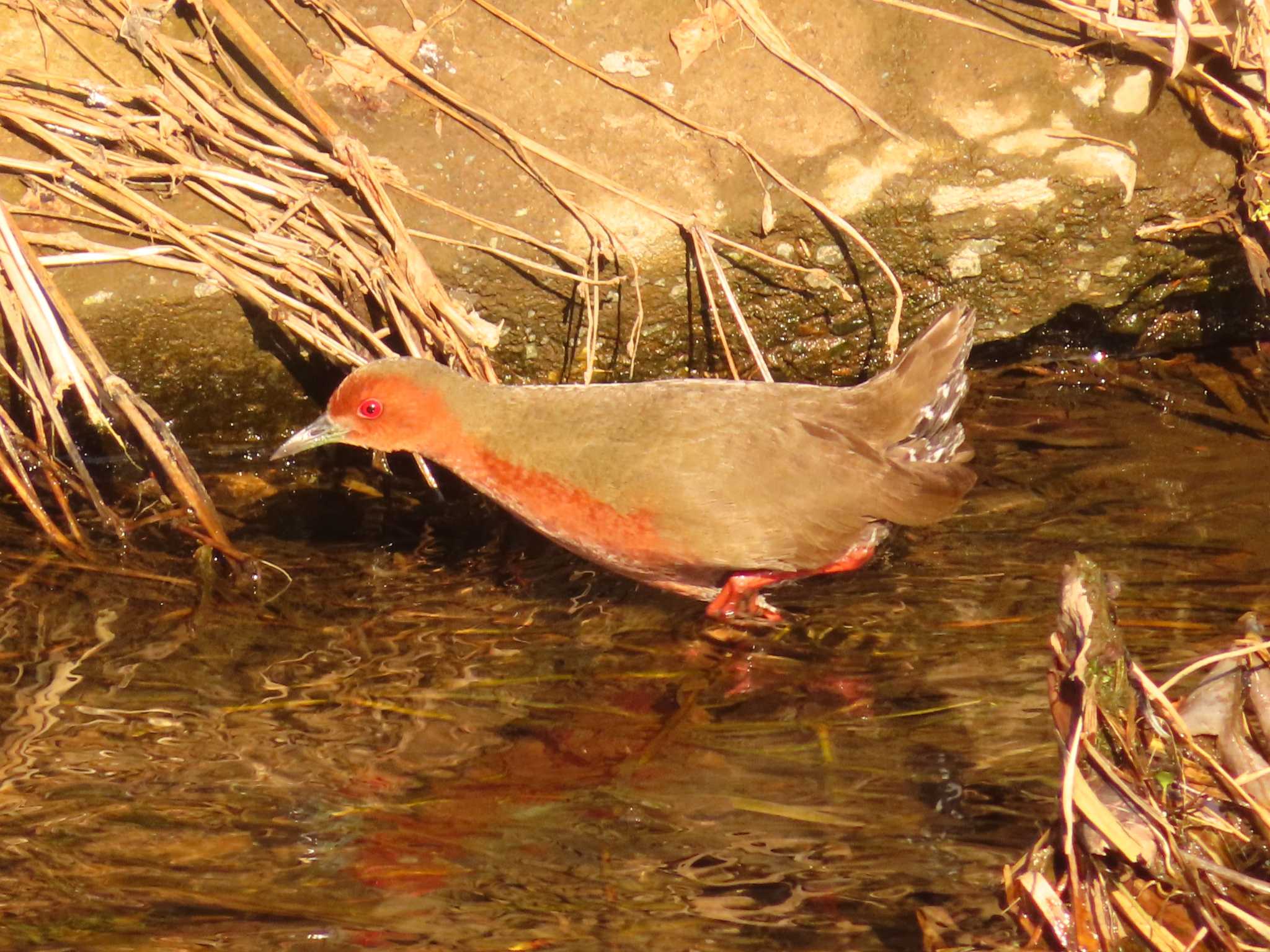 Ruddy-breasted Crake