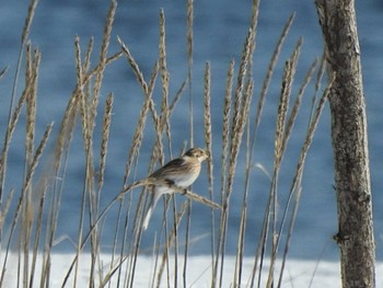 Pine Bunting 大津漁港(中津郡豊頃町) Wed, 2/7/2024