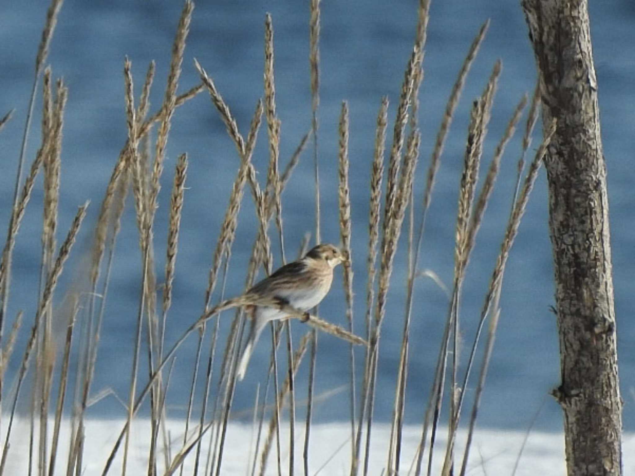 Pine Bunting