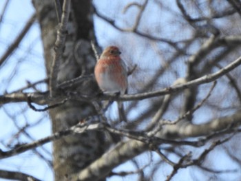 Pallas's Rosefinch 大津漁港(中津郡豊頃町) Wed, 2/7/2024