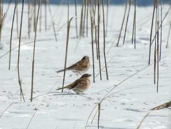 Pine Bunting 大津漁港(中津郡豊頃町) Wed, 2/7/2024