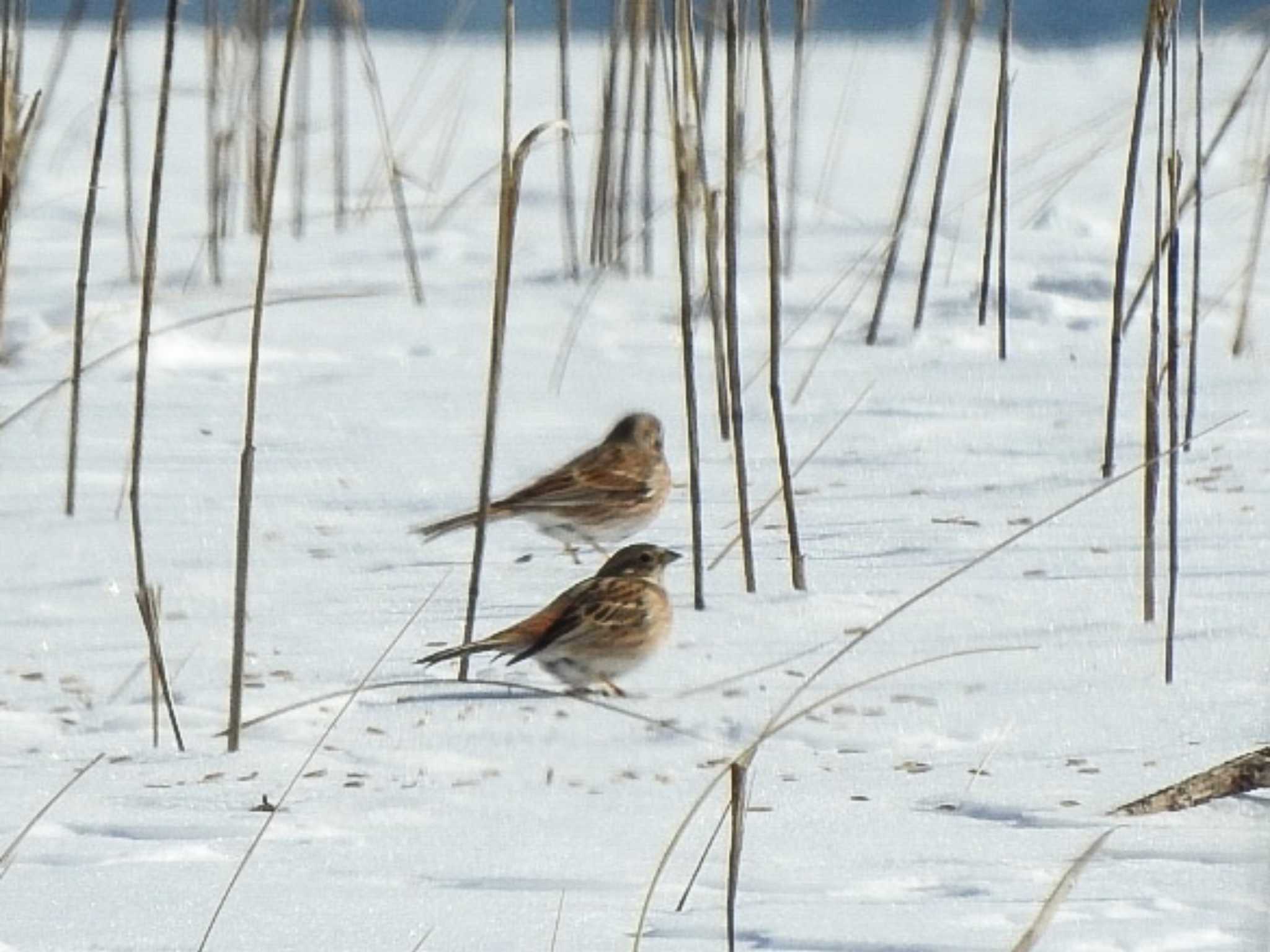 Pine Bunting