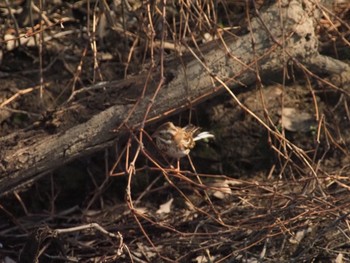 Rustic Bunting 菅生沼 Mon, 2/12/2024