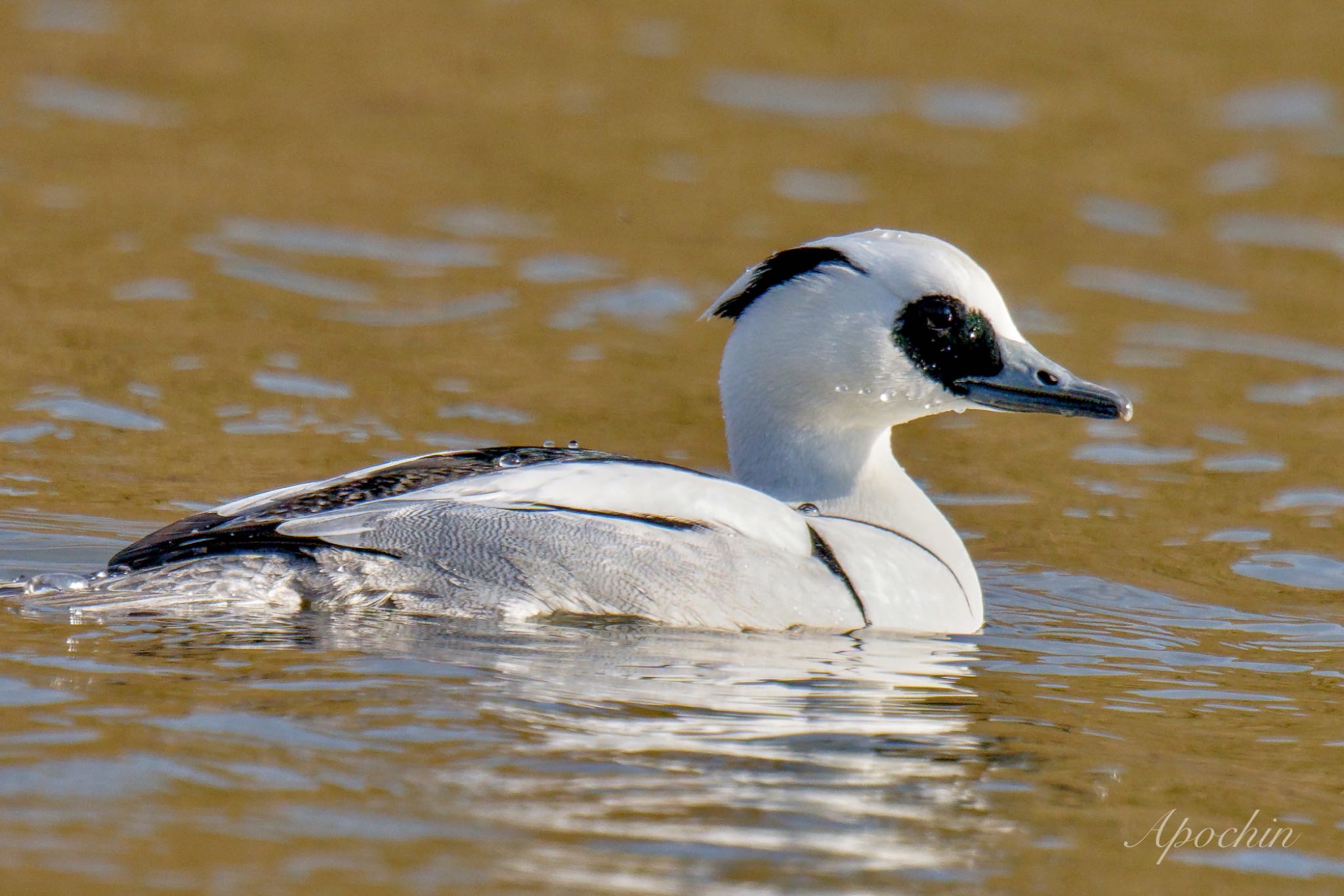 Photo of Smew at Shin-yokohama Park by アポちん