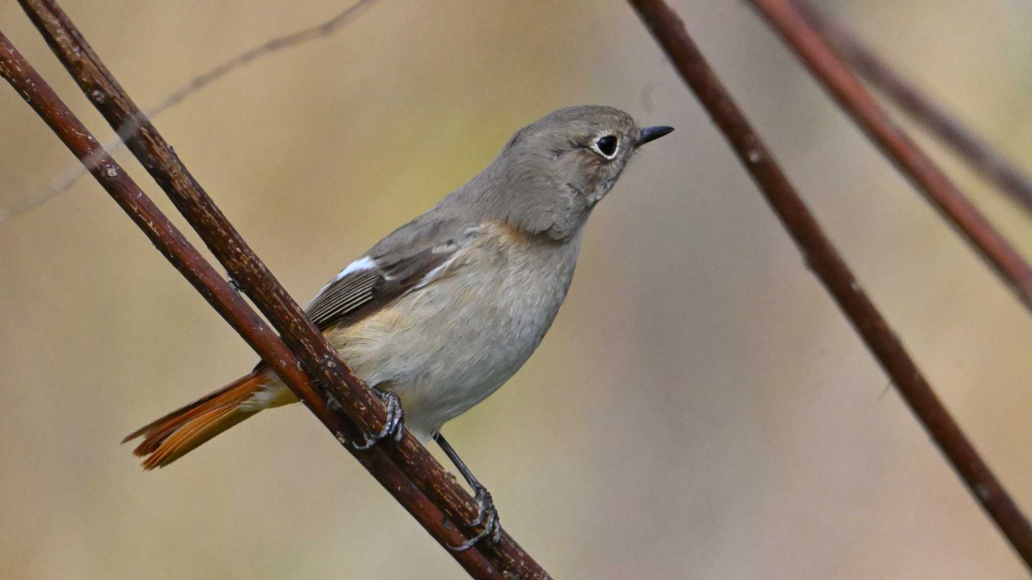 Daurian Redstart