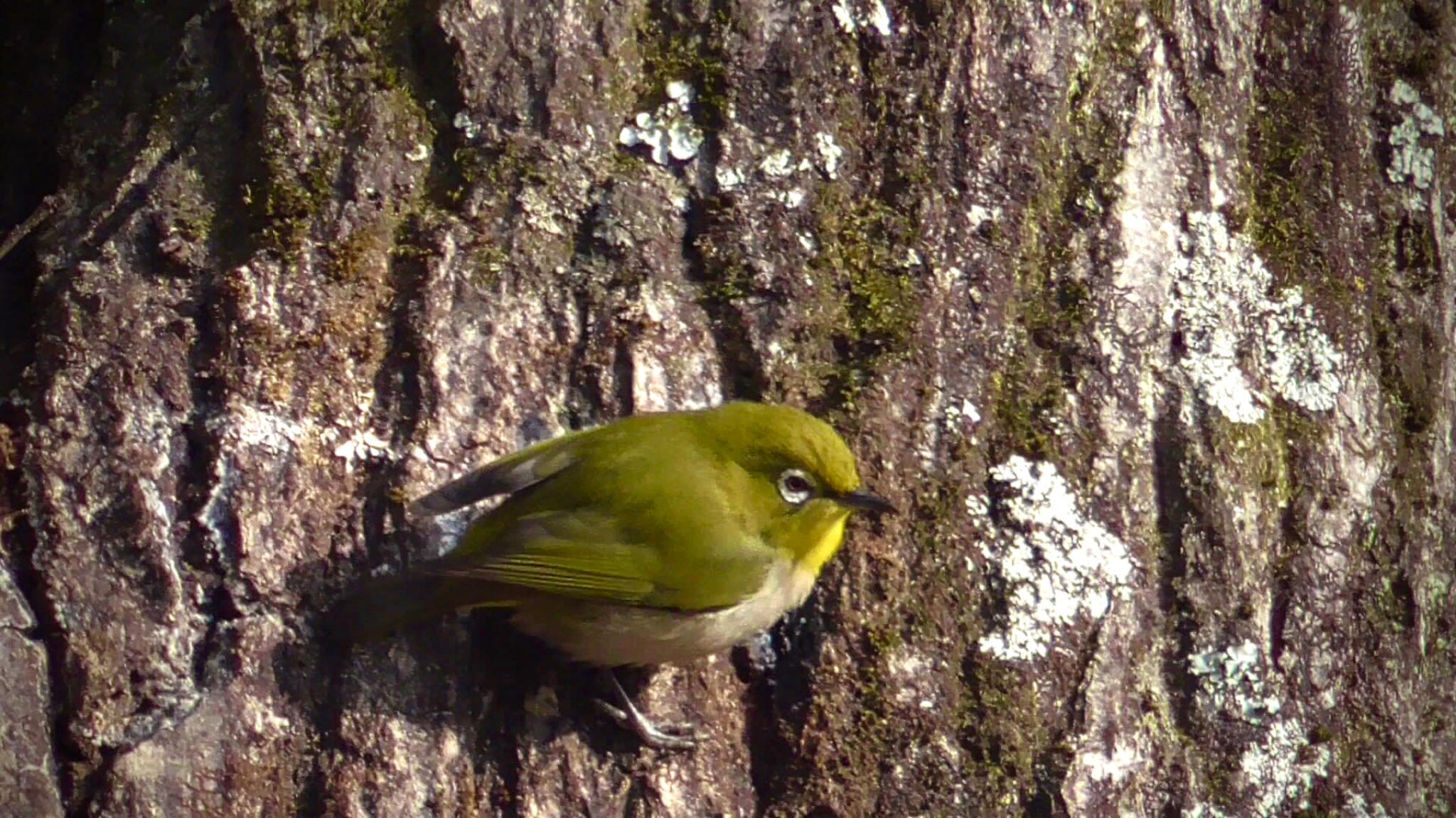 Warbling White-eye