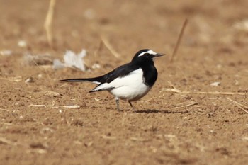 Japanese Wagtail 21世紀の森と広場(千葉県松戸市) Wed, 2/14/2024