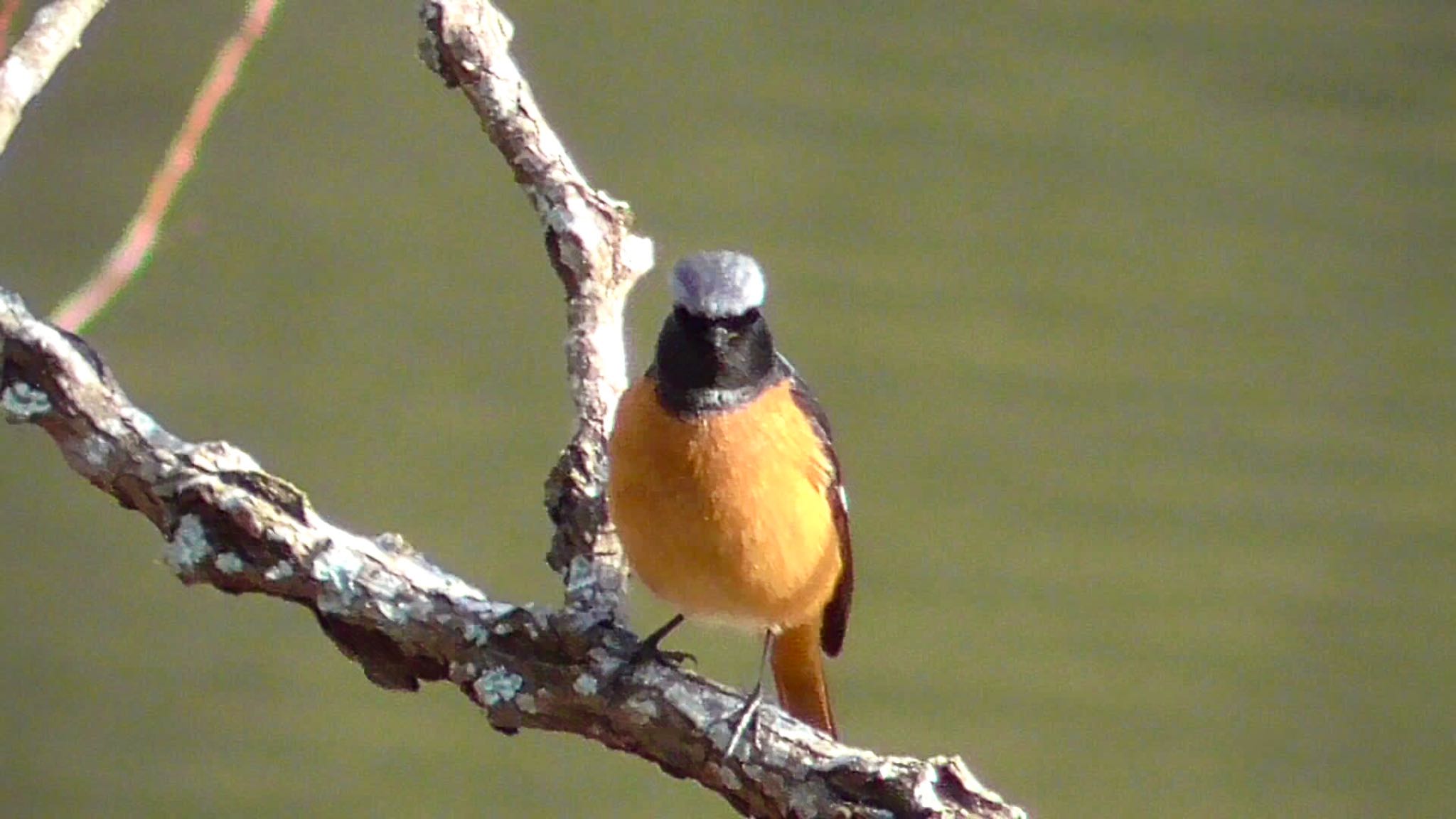 Daurian Redstart