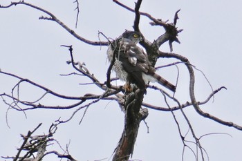 ツミ 多磨霊園 2018年3月11日(日)