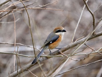 Bull-headed Shrike 大堀川水辺公園 Mon, 2/19/2024