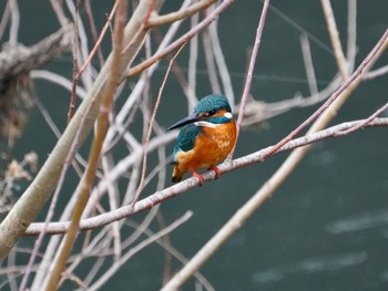 Common Kingfisher 大堀川水辺公園 Mon, 2/19/2024