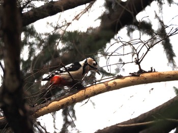 Great Spotted Woodpecker 栃木県中央公園 Tue, 2/20/2024
