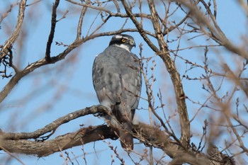 Eurasian Goshawk Unknown Spots Tue, 2/20/2024