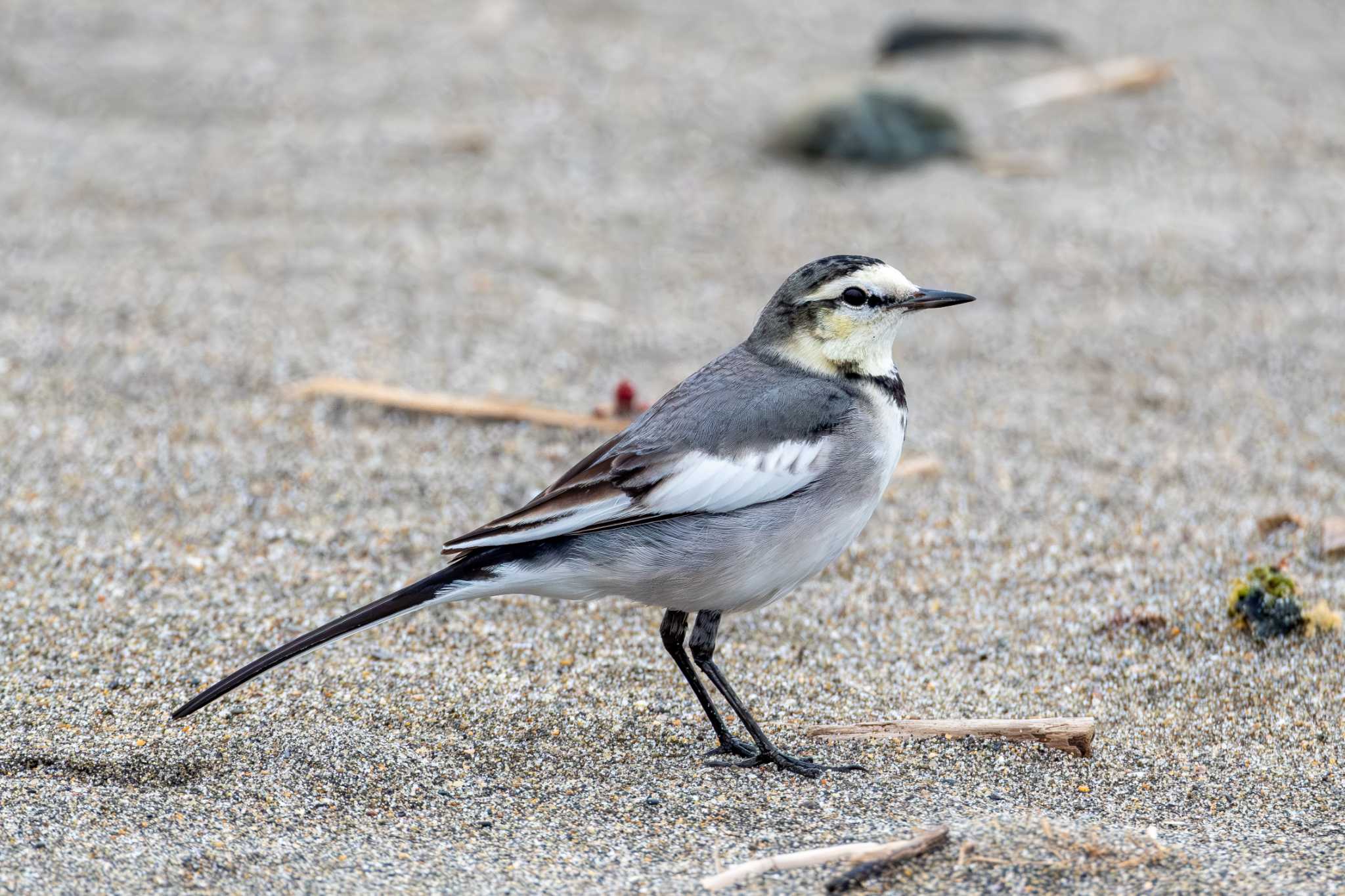 Photo of White Wagtail at 大洗 by MNB EBSW