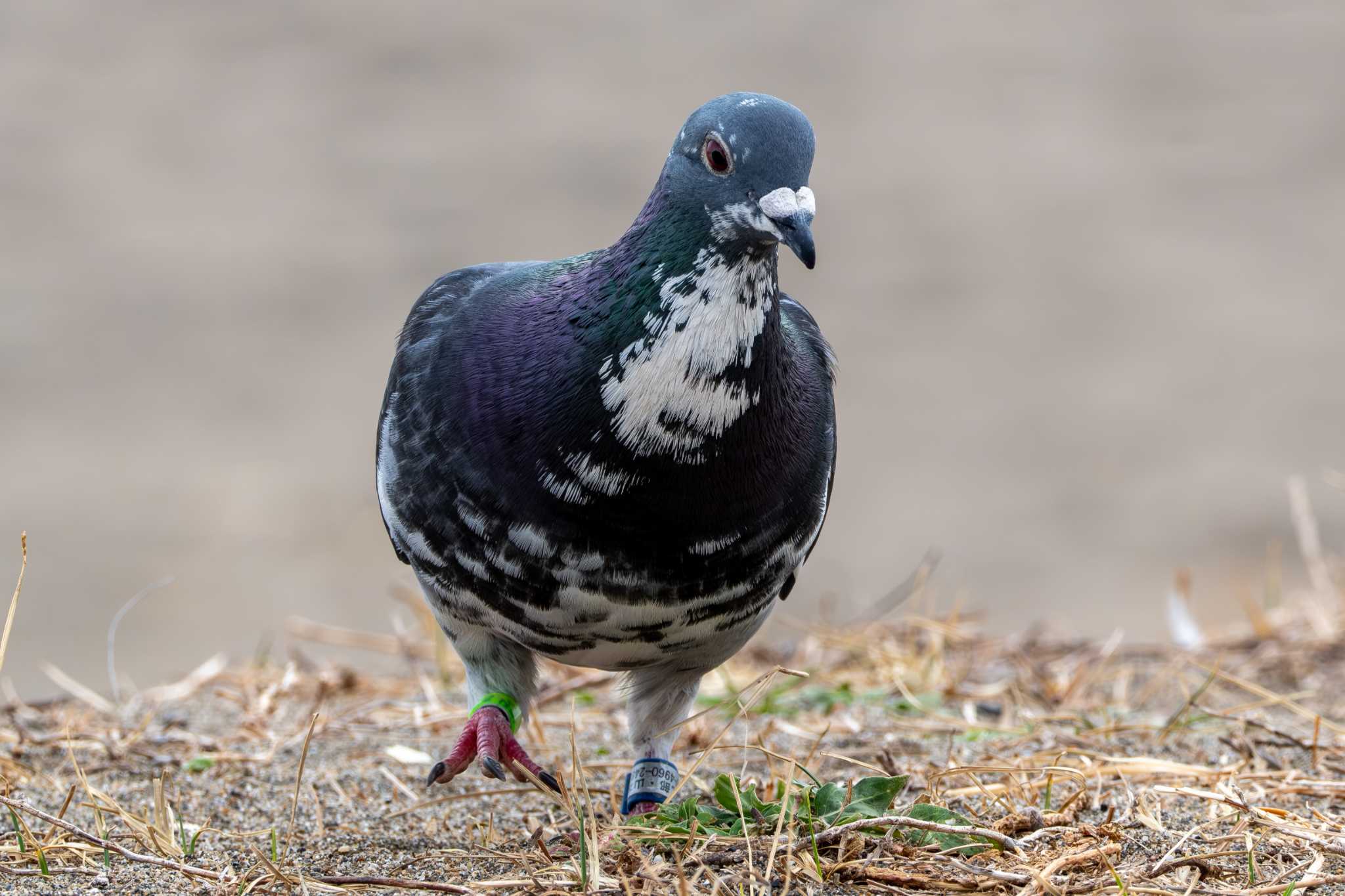 大洗 カワラバトの写真 by MNB EBSW