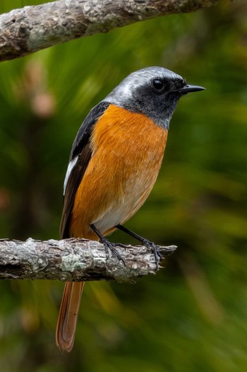 Daurian Redstart 大洗 Tue, 2/20/2024