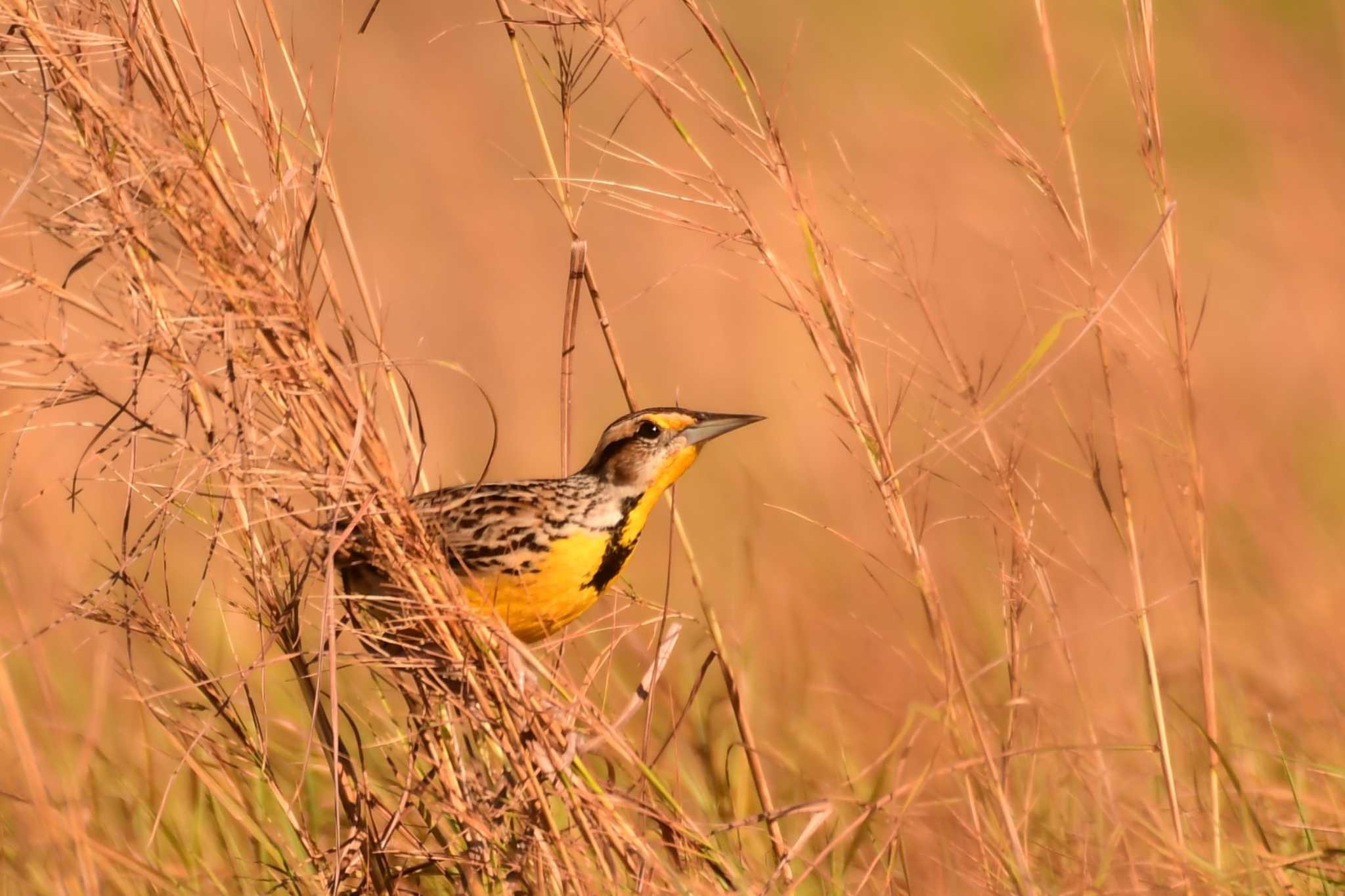 Eastern Meadowlark