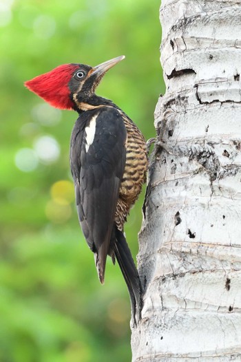 Lineated Woodpecker コスタリカ Sun, 2/11/2024