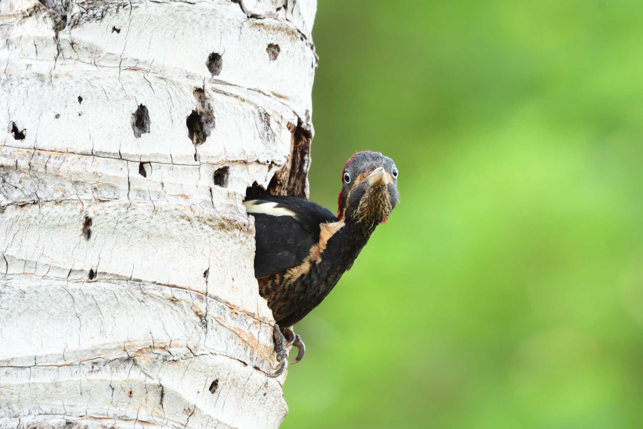 Photo of Lineated Woodpecker at コスタリカ by でみこ