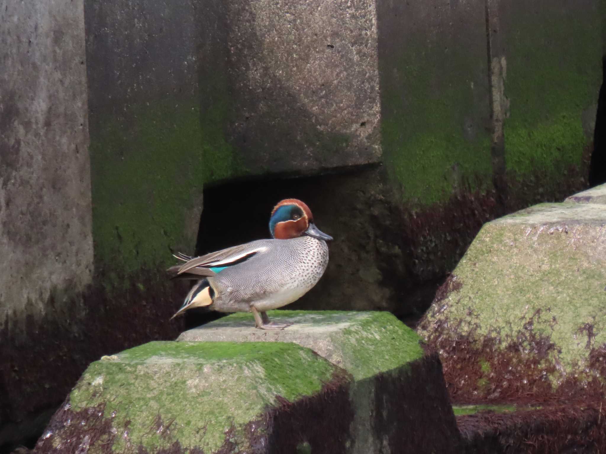 Eurasian Teal