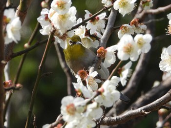 メジロ 葛西臨海公園 2024年2月20日(火)