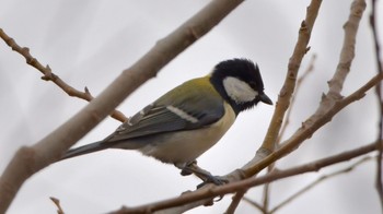 Japanese Tit 鶴ヶ池 Sat, 2/17/2024