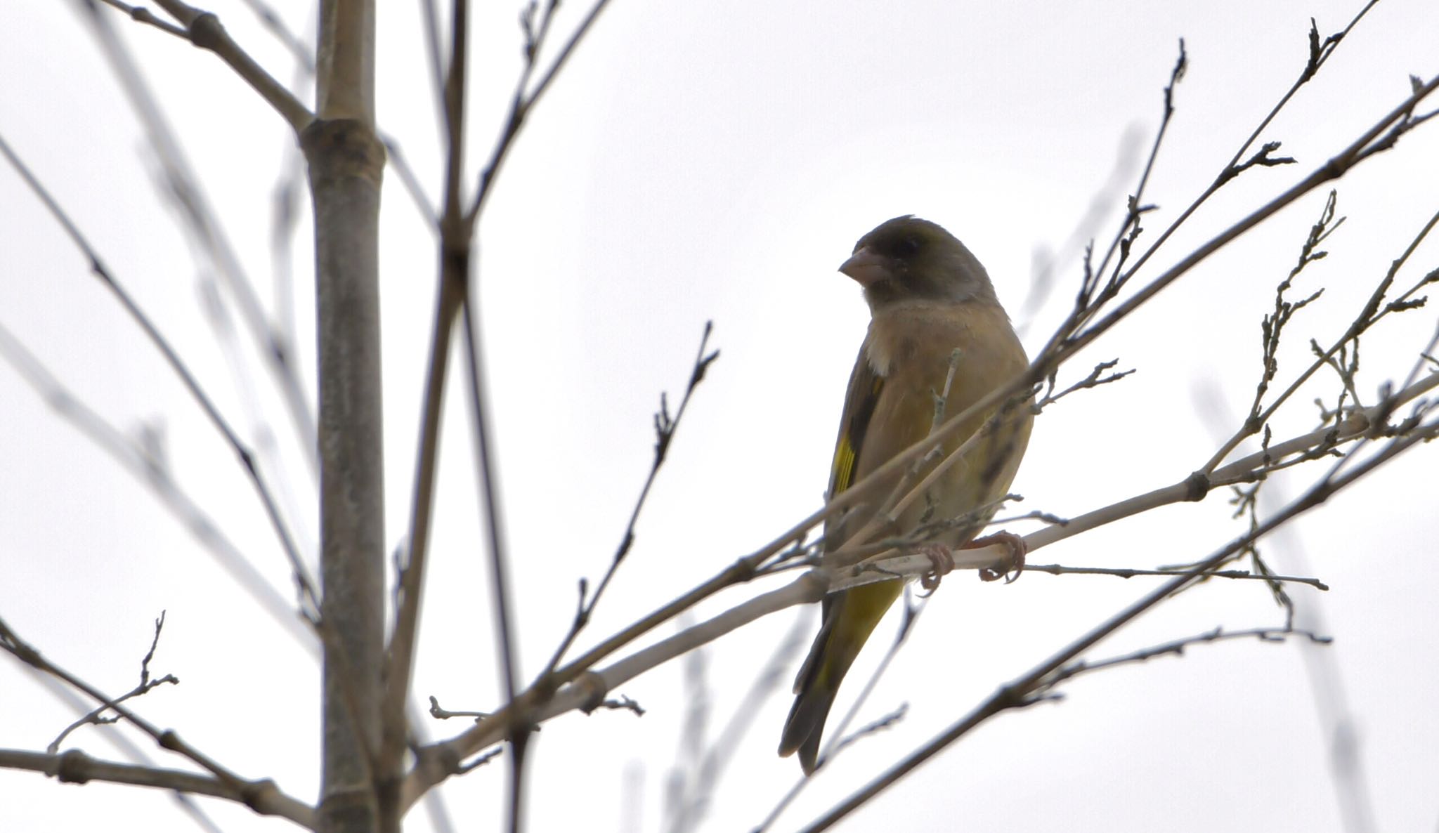Photo of Grey-capped Greenfinch at 鶴ヶ池 by Taka Eri