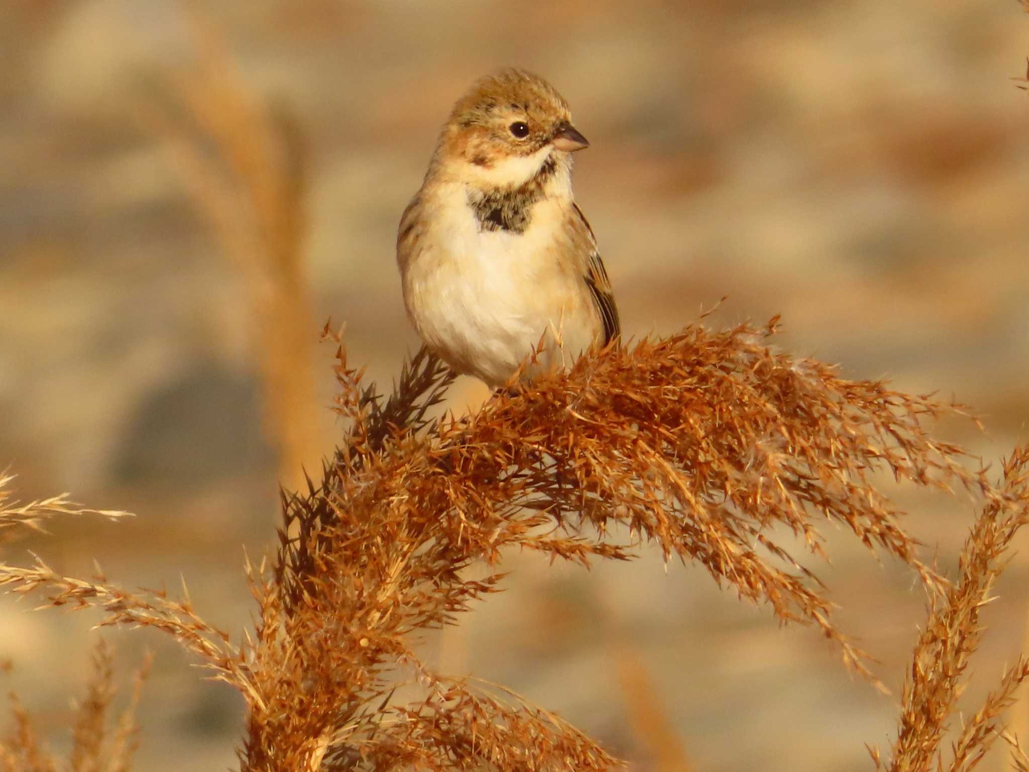 Photo of Pallas's Reed Bunting at 多摩川二ヶ領宿河原堰 by ゆ