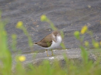 Common Sandpiper 静岡市 Sat, 2/17/2024